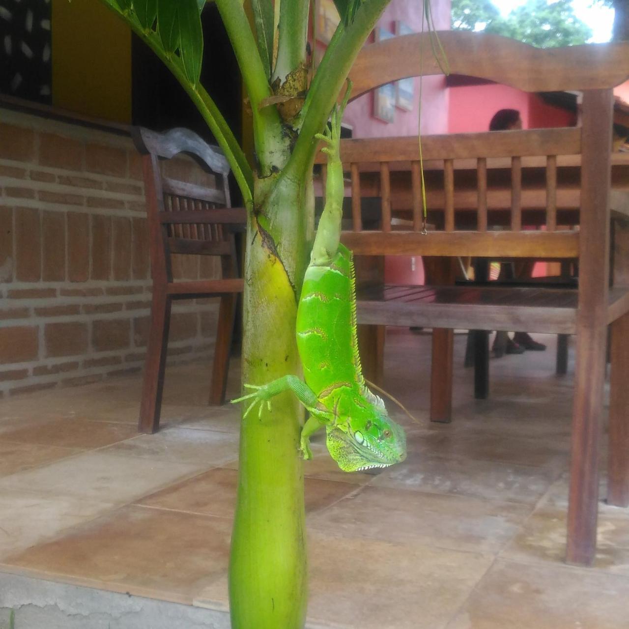 Pousada Paraiso Dos Ipes Hotel Jijoca de Jericoacoara Kültér fotó